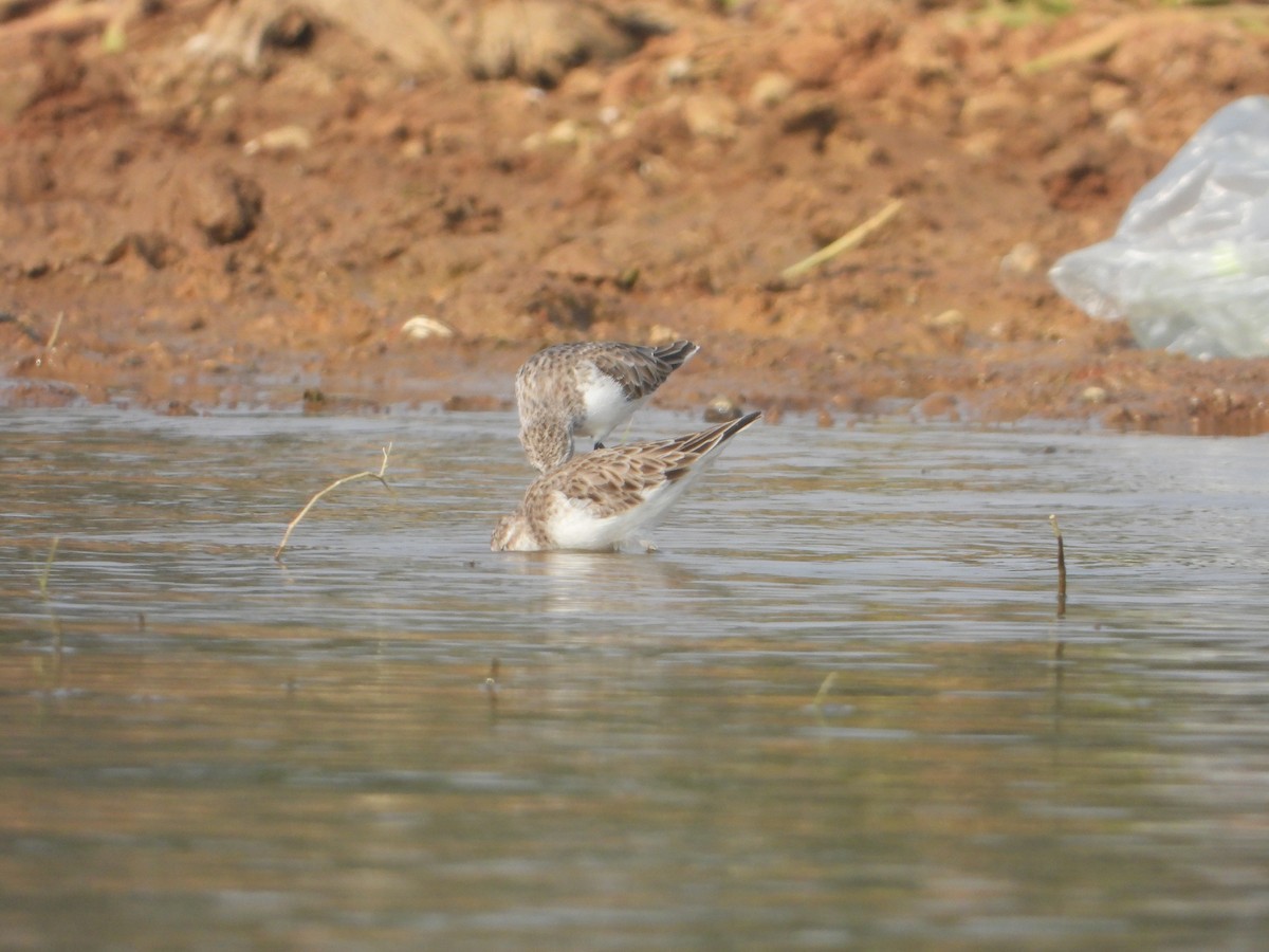 Little Stint - ML645380634