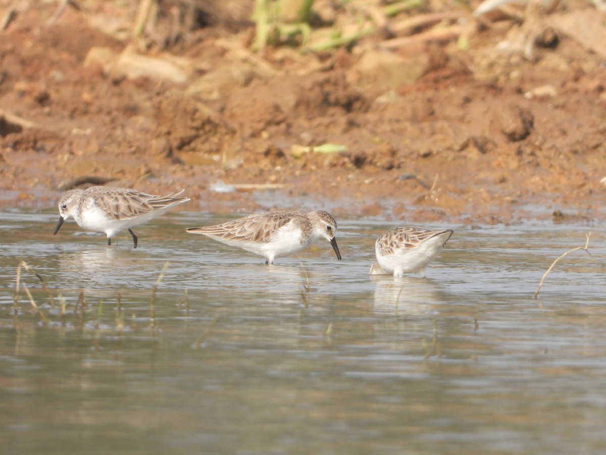 Little Stint - ML645380635