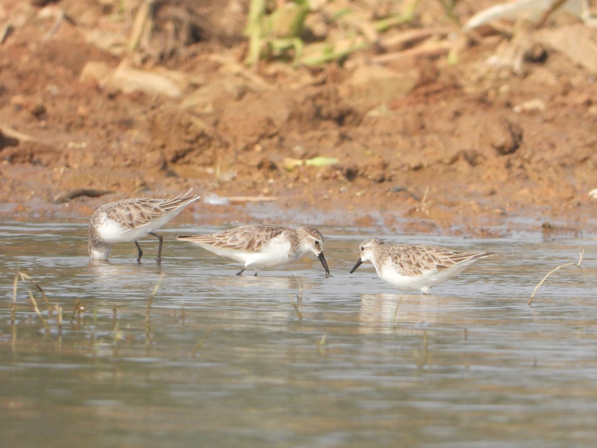 Little Stint - ML645380636