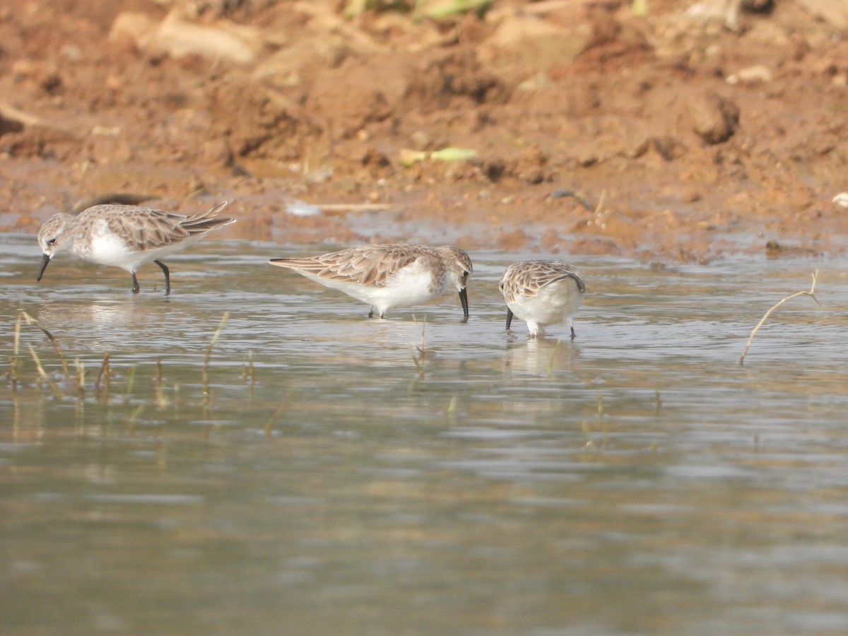 Little Stint - ML645380637