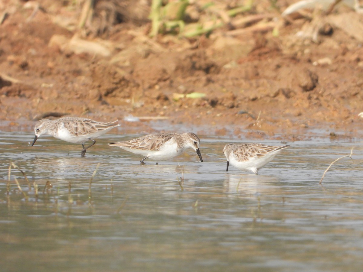 Little Stint - ML645380638