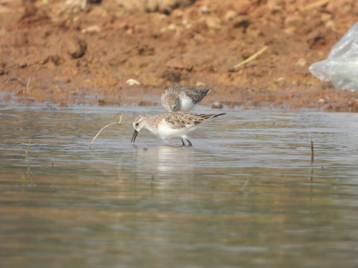 Little Stint - ML645380639