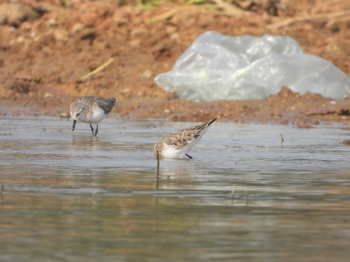Little Stint - ML645380640