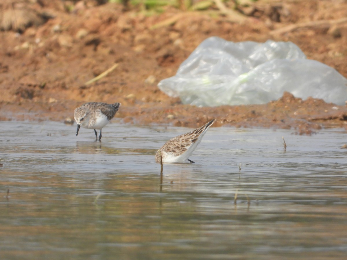 Little Stint - ML645380641