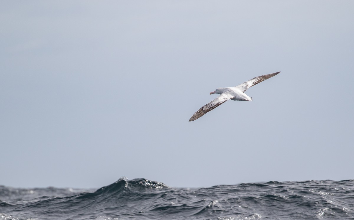 Antipodean Albatross (Gibson's) - ML645380644