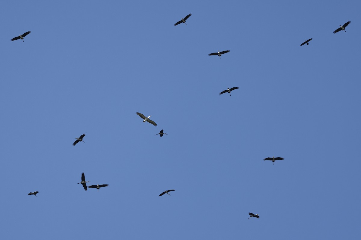 Painted Stork - ML645380645