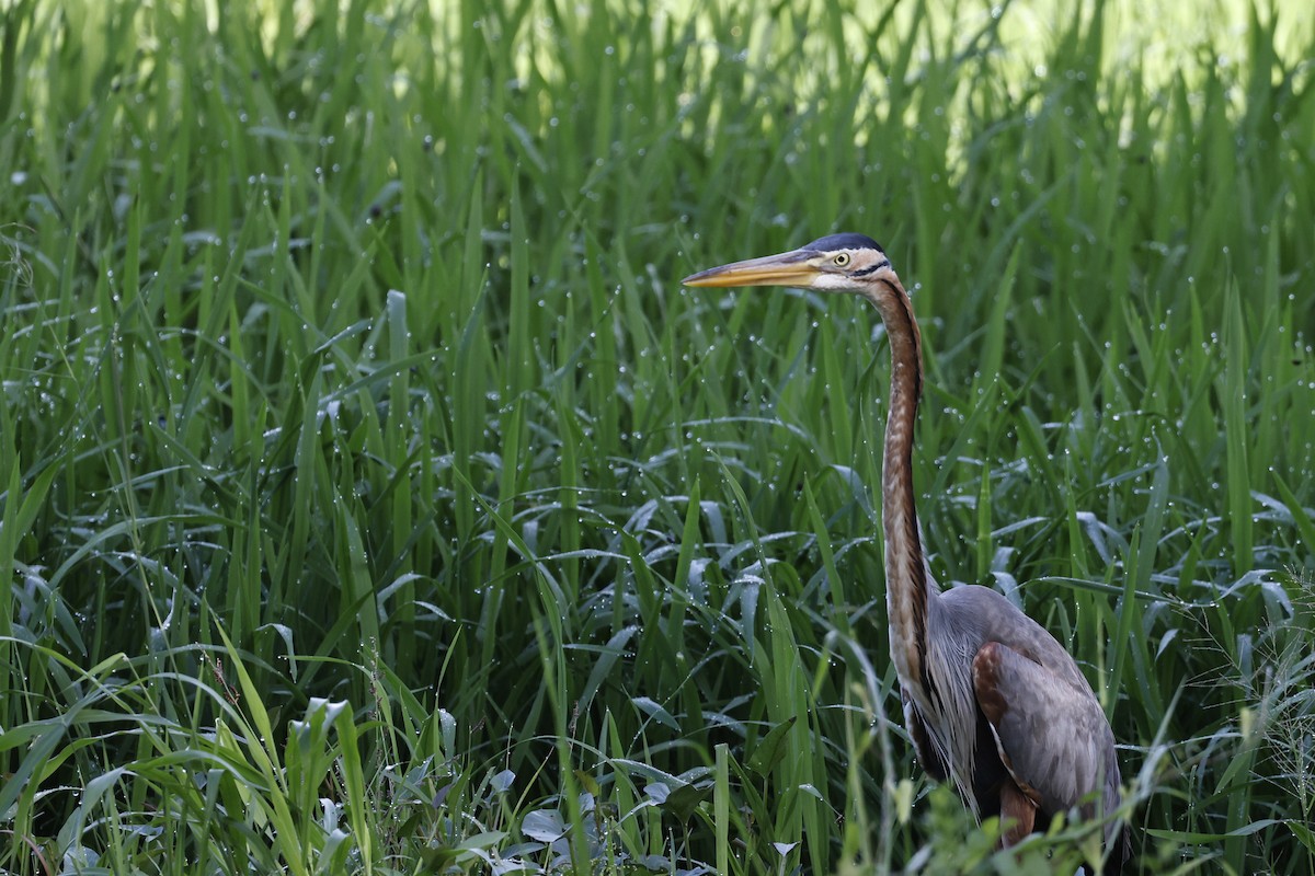 Purple Heron - ML645380653