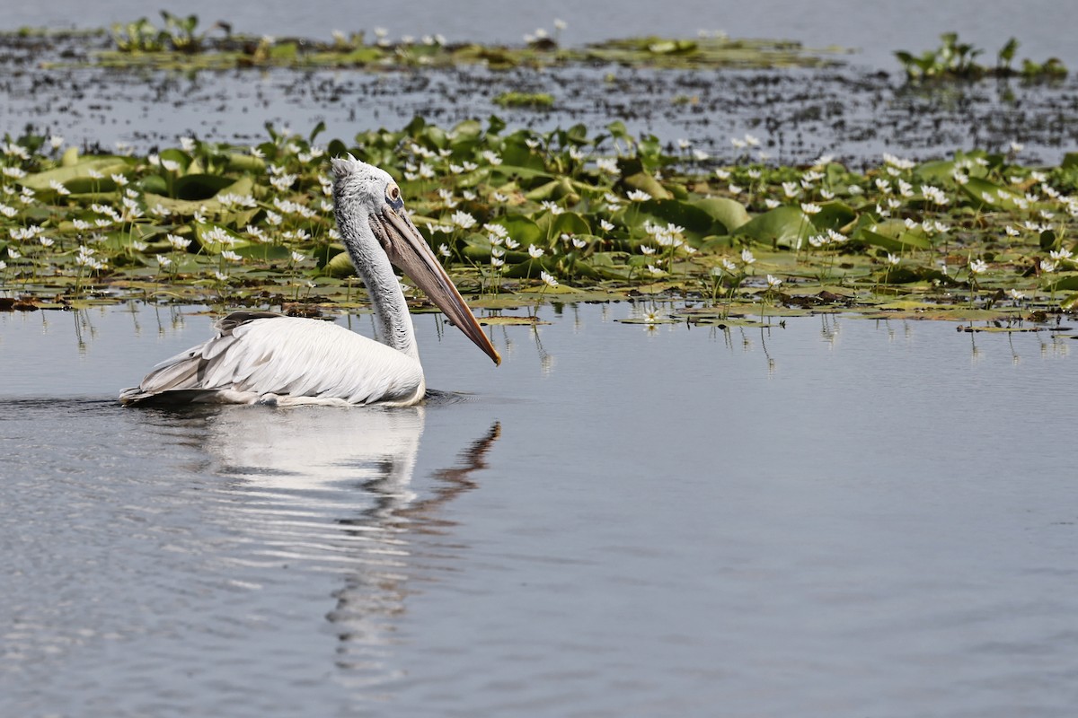 Spot-billed Pelican - ML645380657