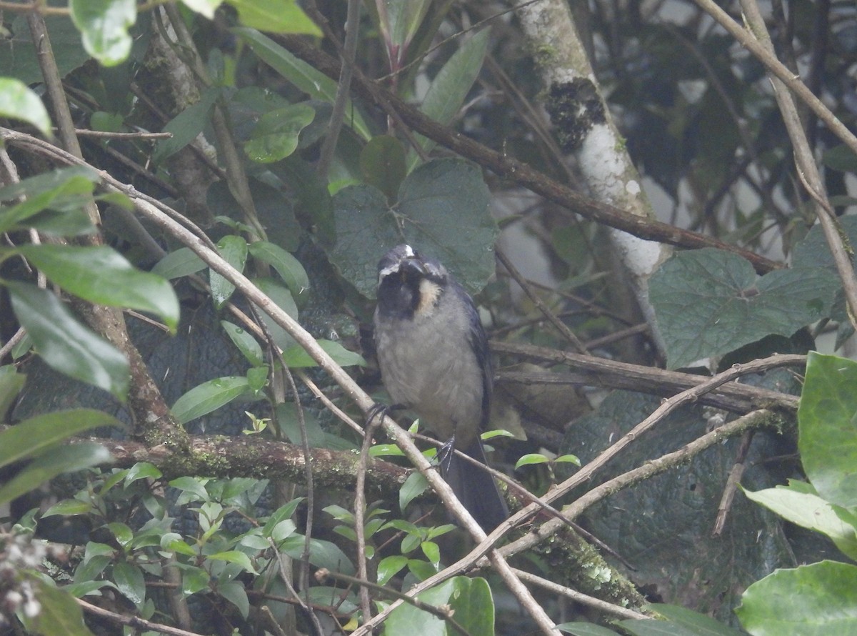 Thick-billed Saltator - ML645380701