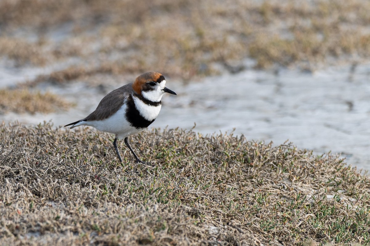 Two-banded Plover - ML645380705