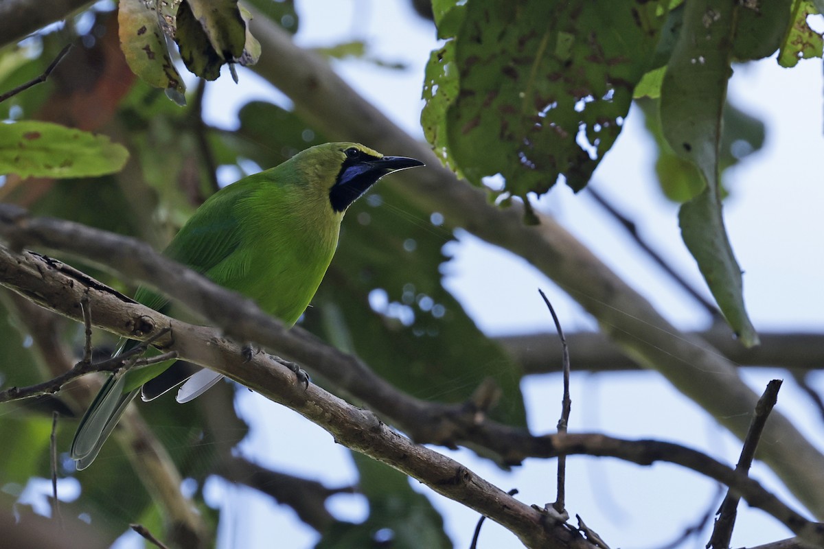 Jerdon's Leafbird - ML645380706
