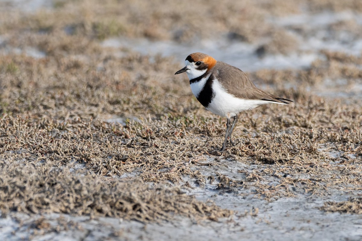Two-banded Plover - ML645380709