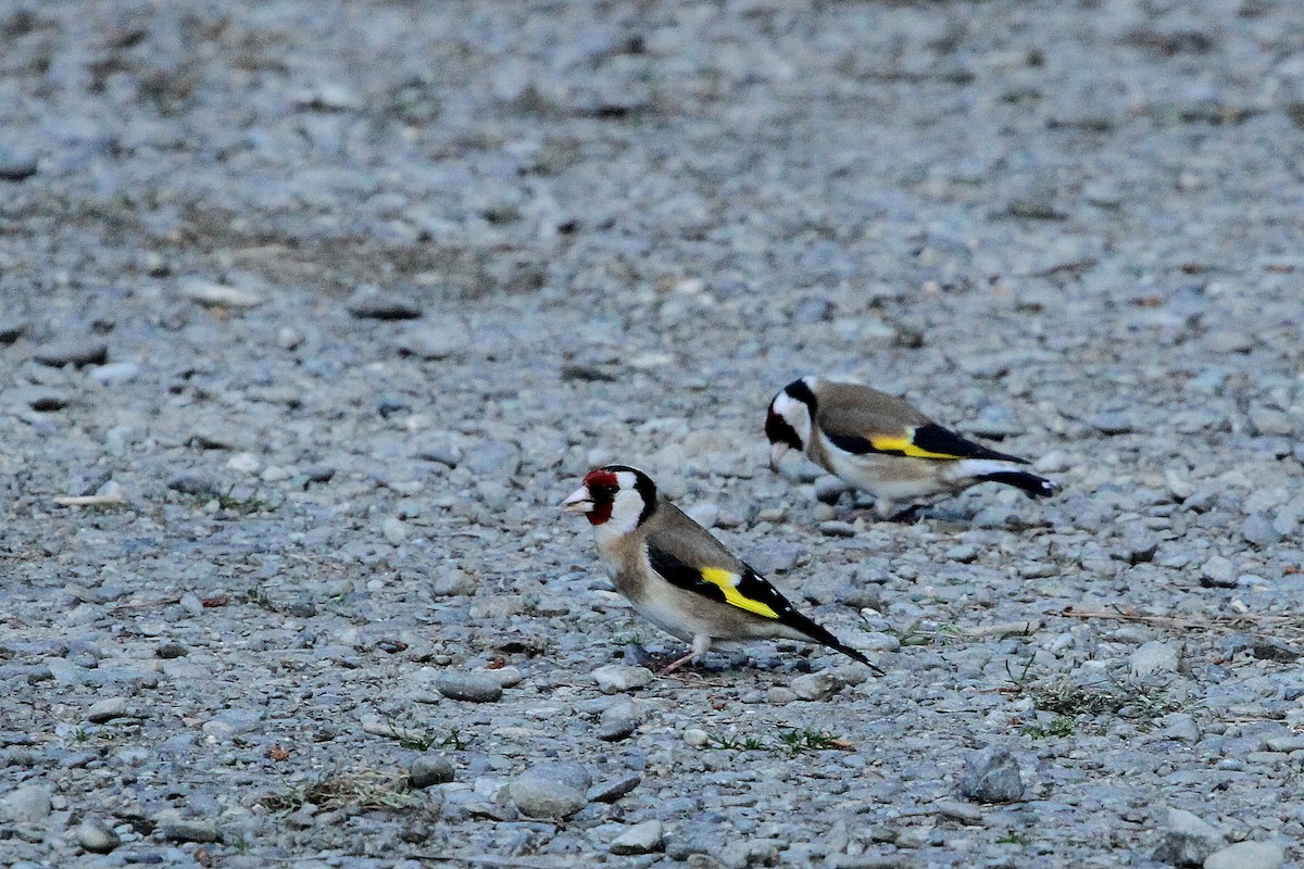 European Goldfinch - ML64538071