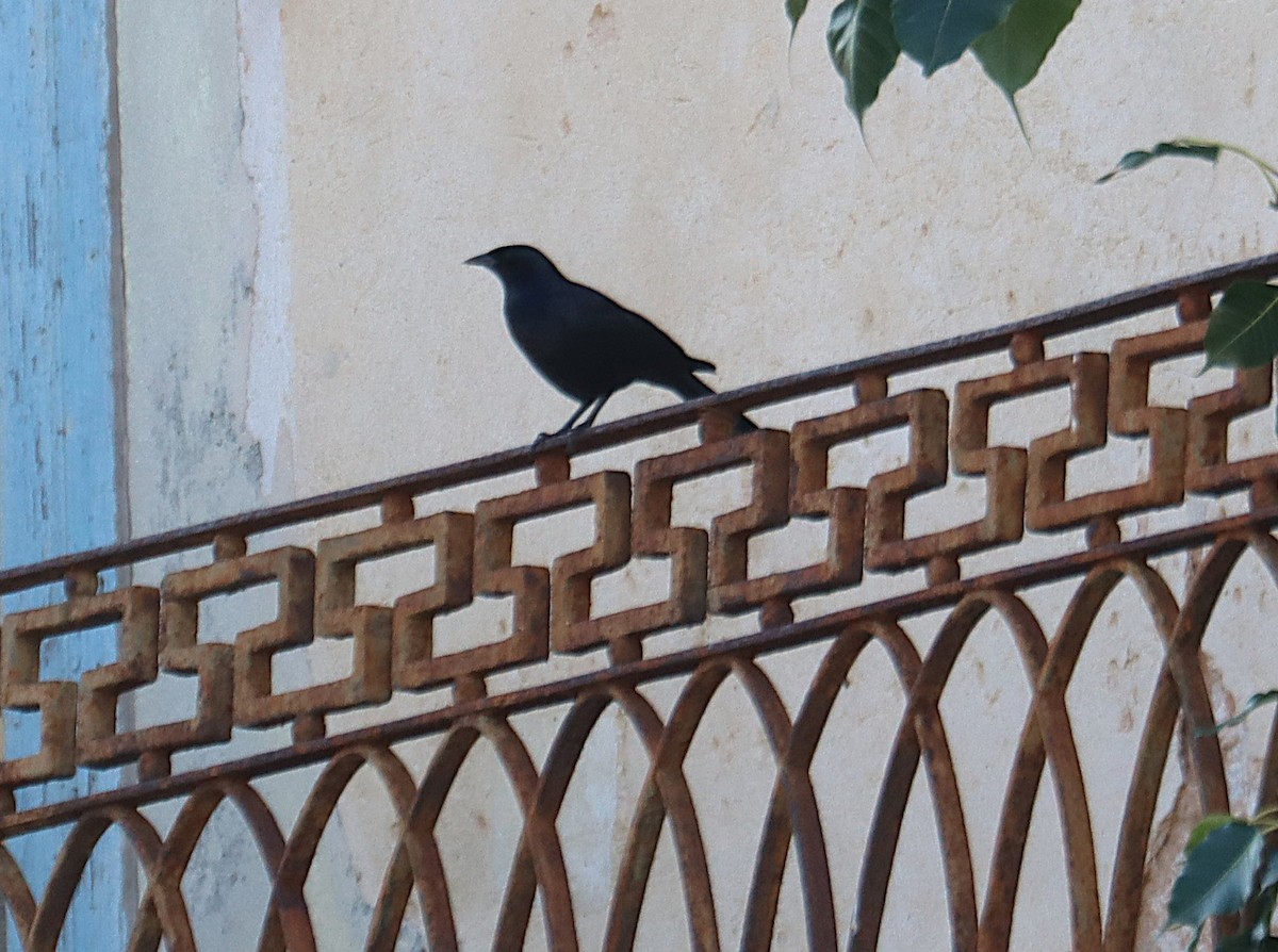 Cuban Blackbird - ML645380710