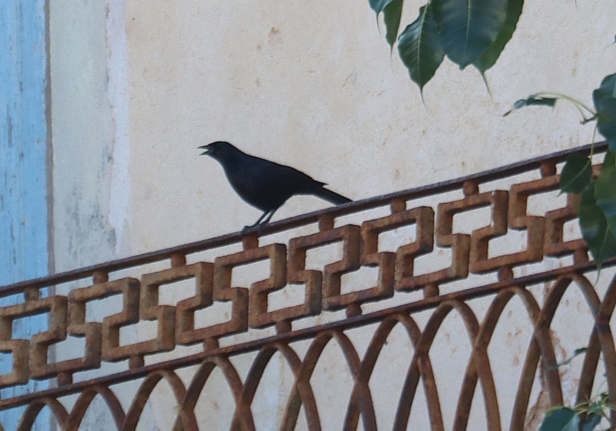 Cuban Blackbird - ML645380712