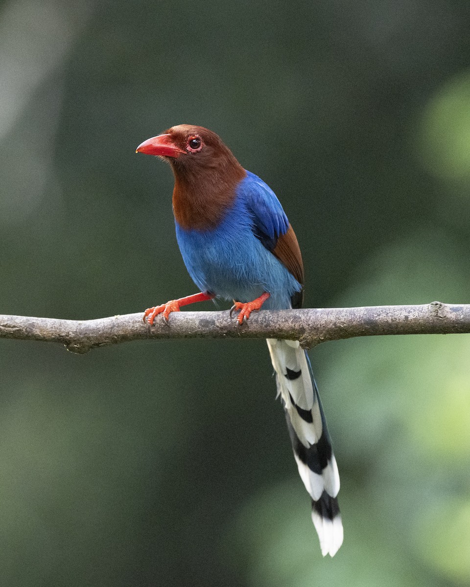 Sri Lanka Blue-Magpie - ML645380715