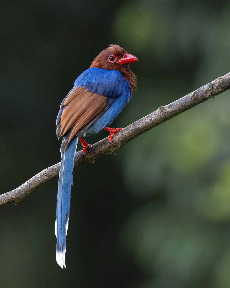Sri Lanka Blue-Magpie - ML645380716