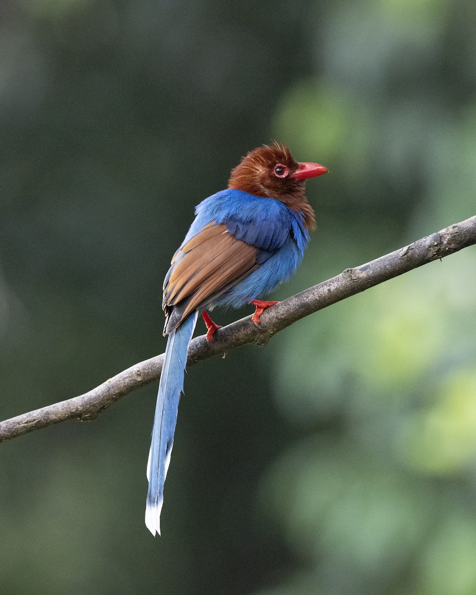 Sri Lanka Blue-Magpie - ML645380717