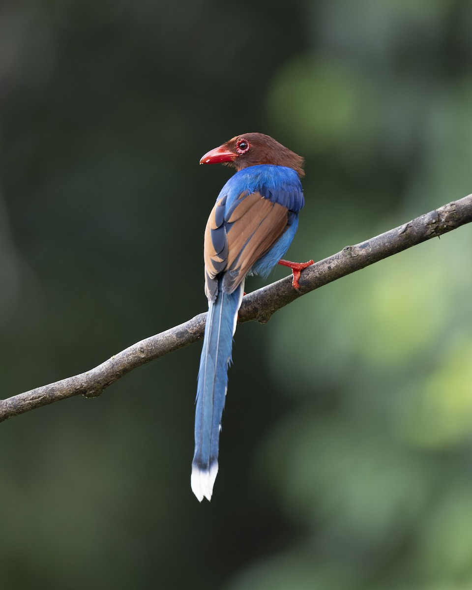 Sri Lanka Blue-Magpie - ML645380718