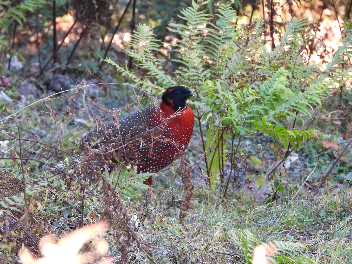Satyr Tragopan - ML645380724