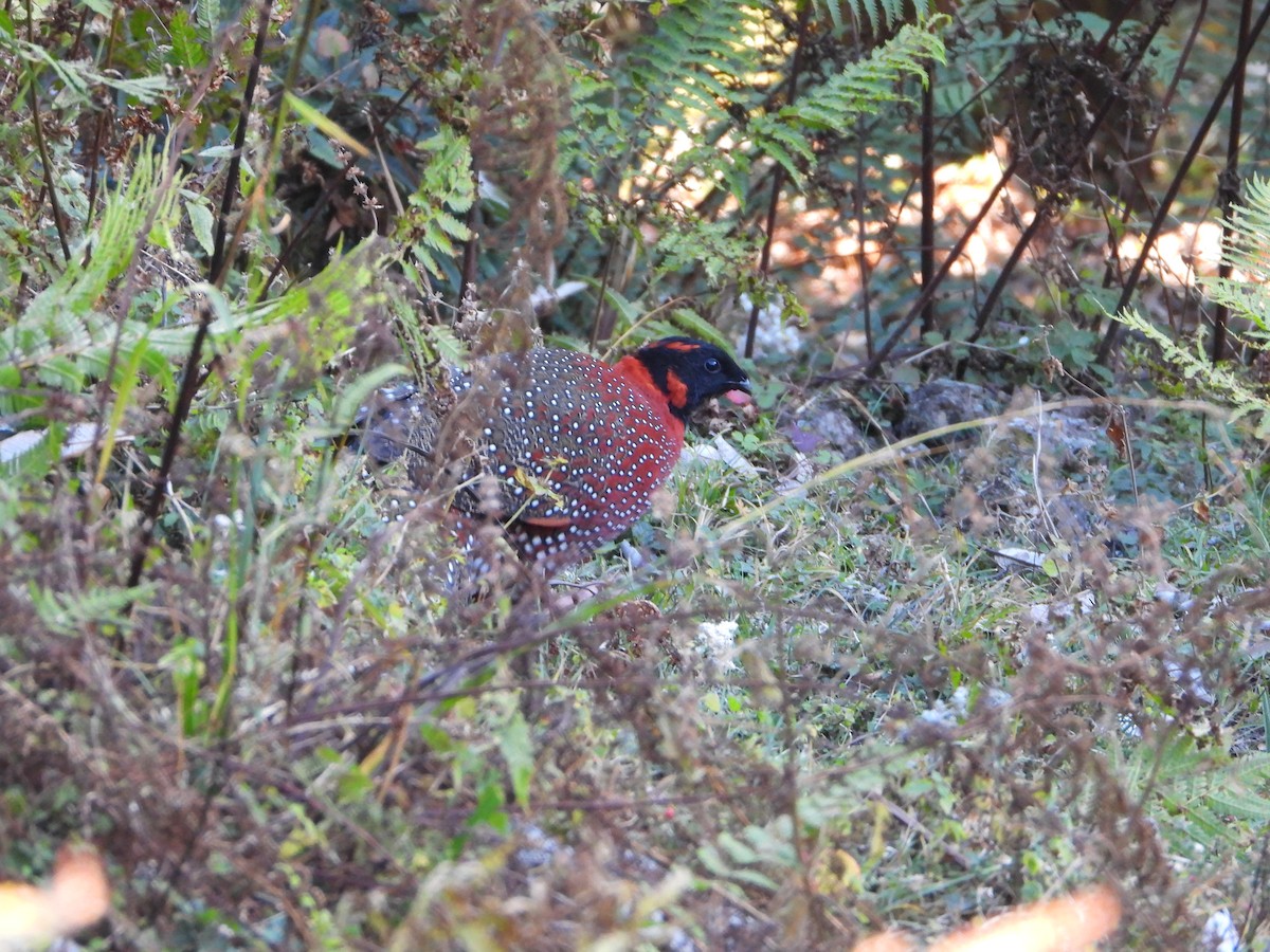Satyr Tragopan - ML645380725