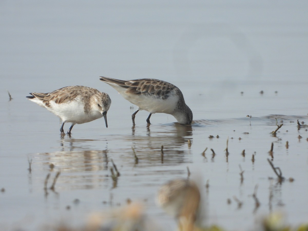 Little Stint - ML645380727