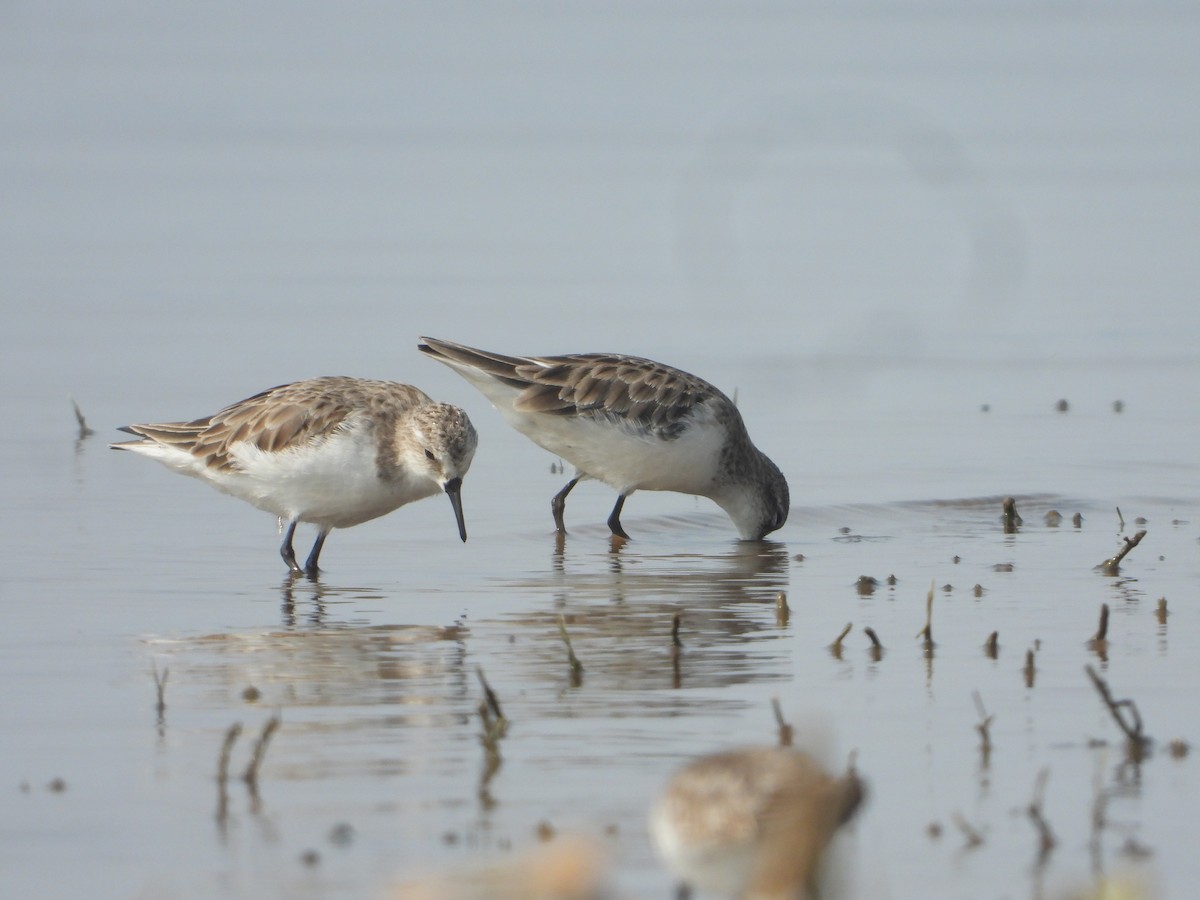 Little Stint - ML645380728
