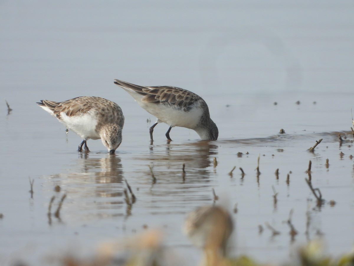Little Stint - ML645380729