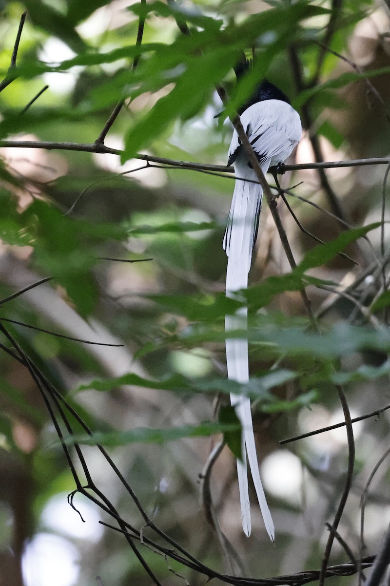 Indian Paradise-Flycatcher - ML645380737