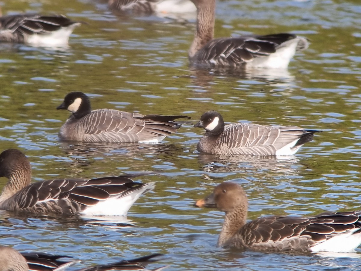 Cackling Goose (minima) - ML645380752