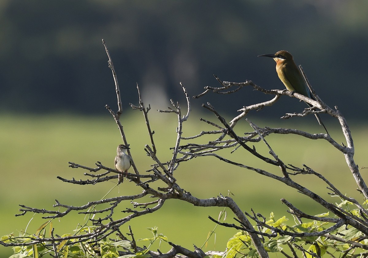 Blue-tailed Bee-eater - ML645380753