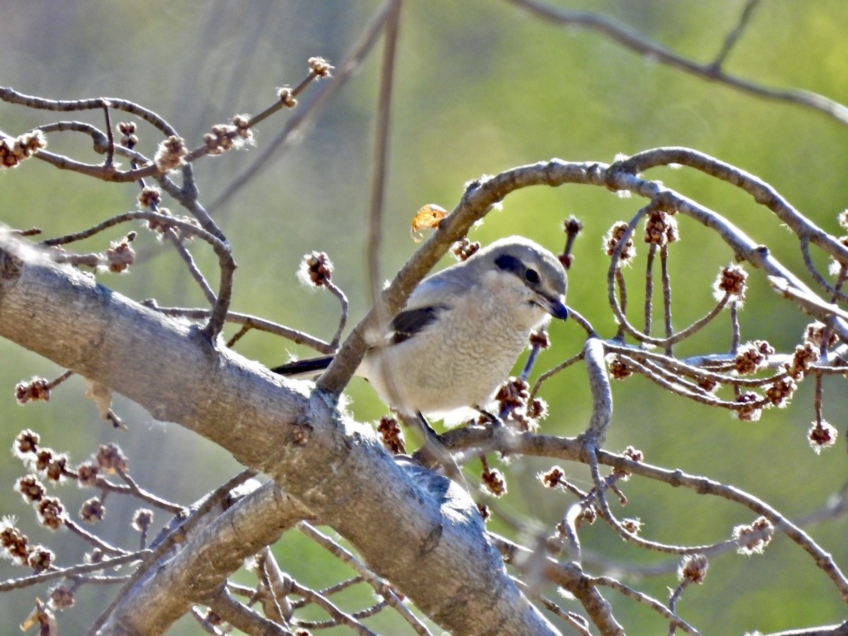 Сорокопуд північний - ML645380770
