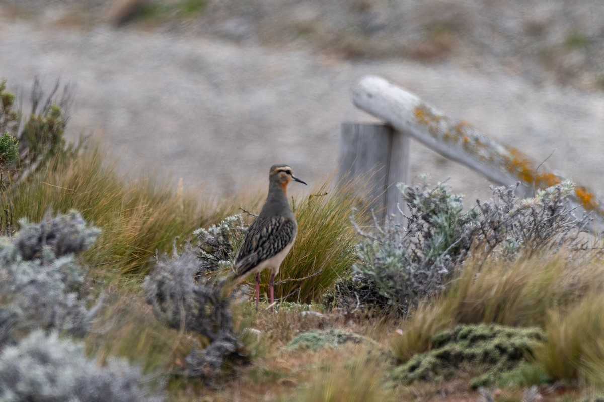 Tawny-throated Dotterel - ML645380771