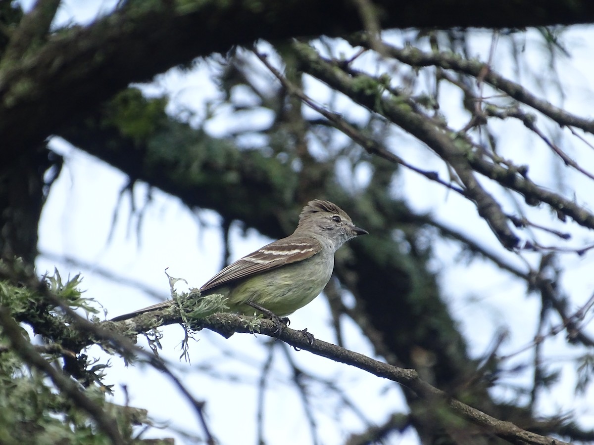 Southern Scrub-Flycatcher - ML645380774