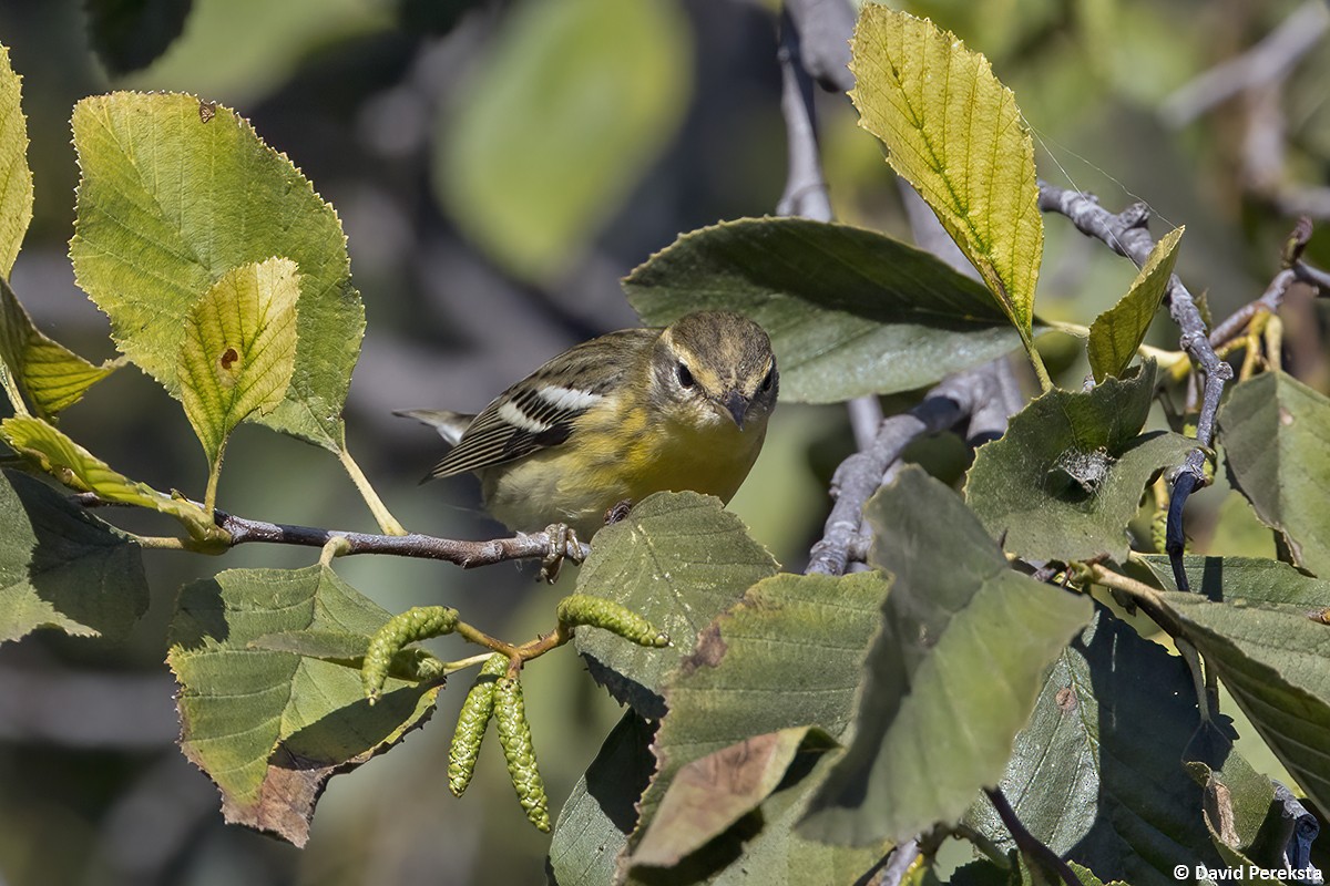 Reinita Gorjinaranja - ML645380776