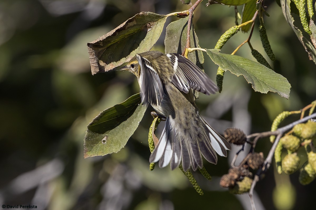 Reinita Gorjinaranja - ML645380777