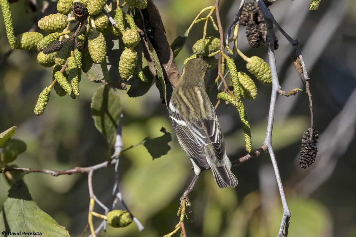 Reinita Gorjinaranja - ML645380778