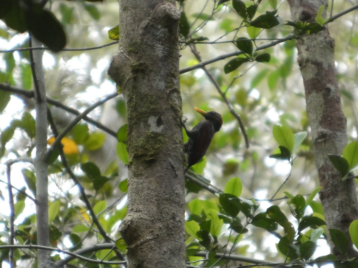 Maroon Woodpecker - ML645380786