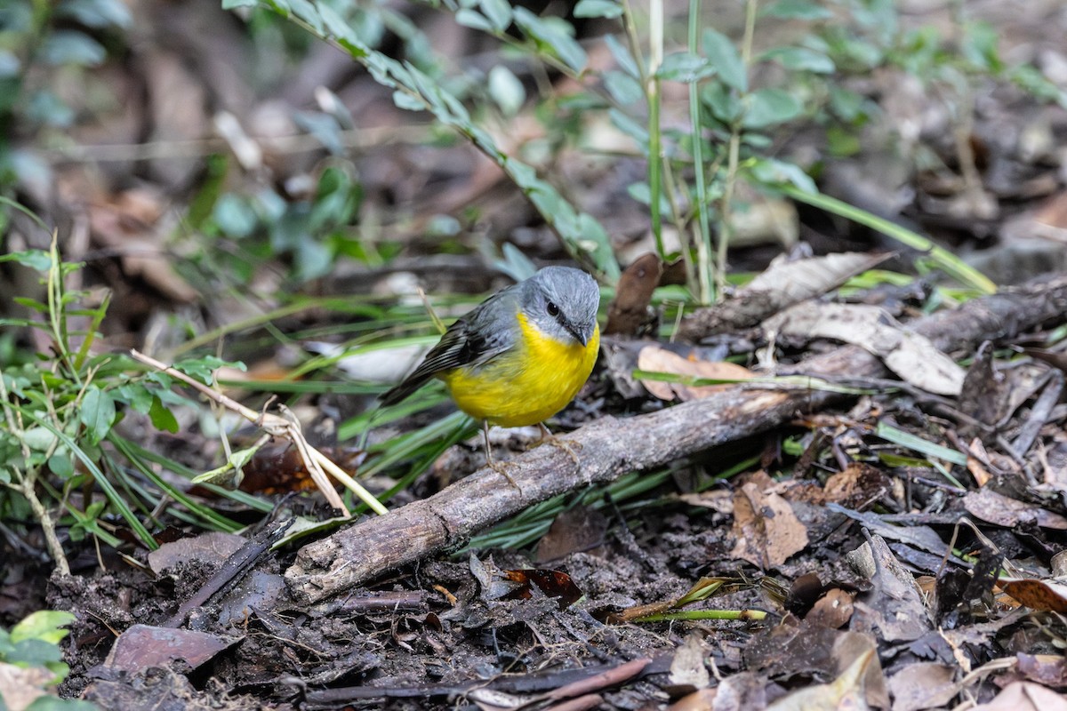 Doğulu Sarı Bülbül - ML645380789