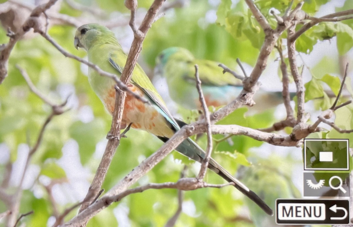 Golden-shouldered Parrot - ML645380790