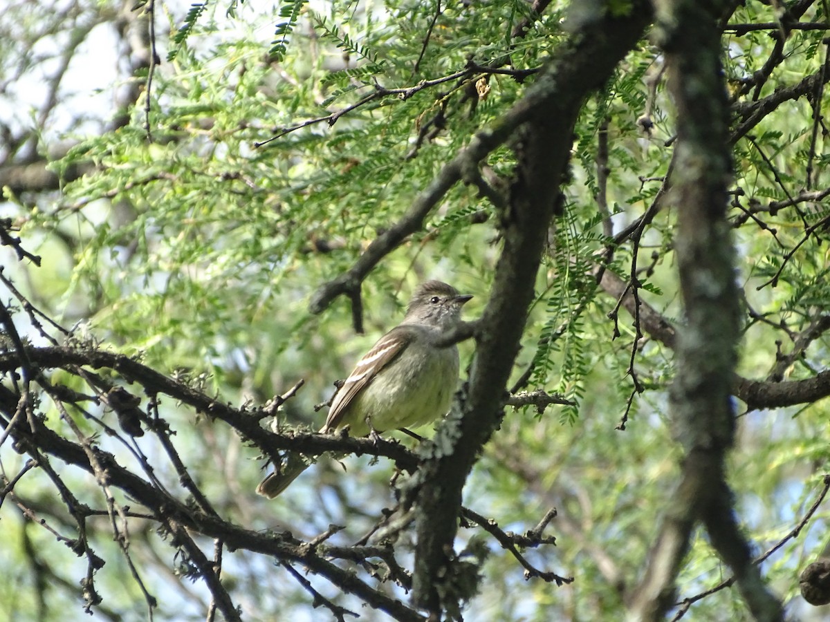 Southern Scrub-Flycatcher - ML645380794