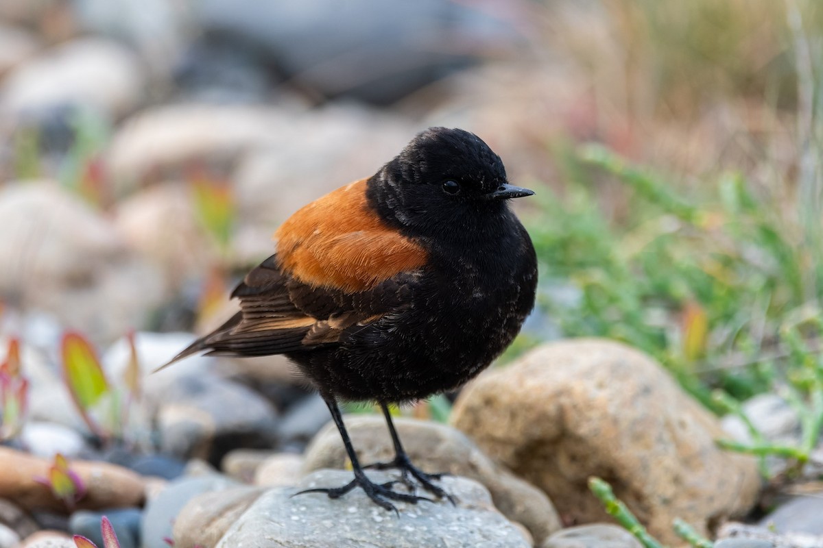 Austral Negrito - ML645380796