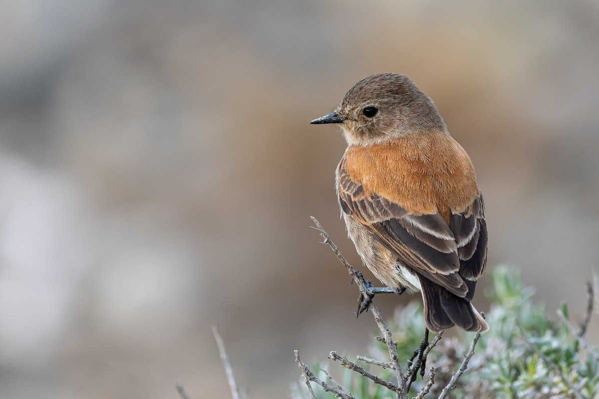 Austral Negrito - ML645380799