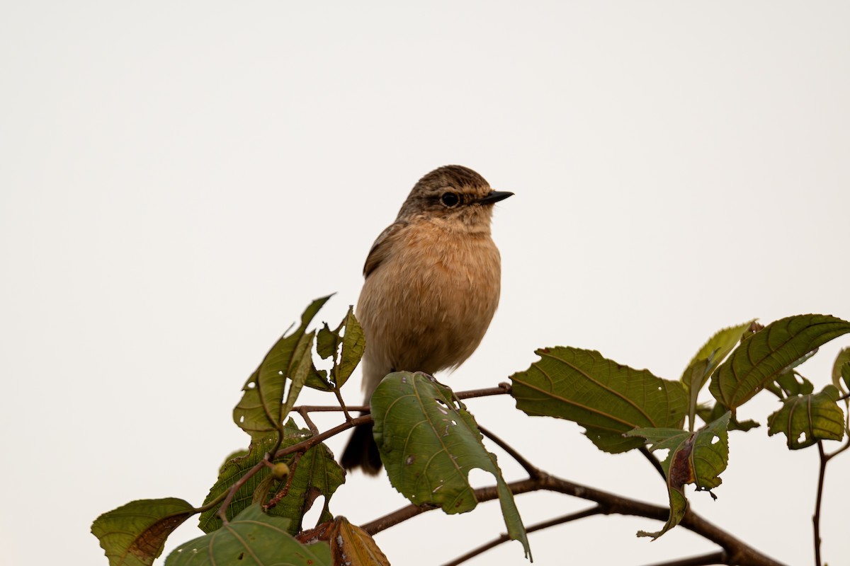 Siberian Stonechat - ML645380800