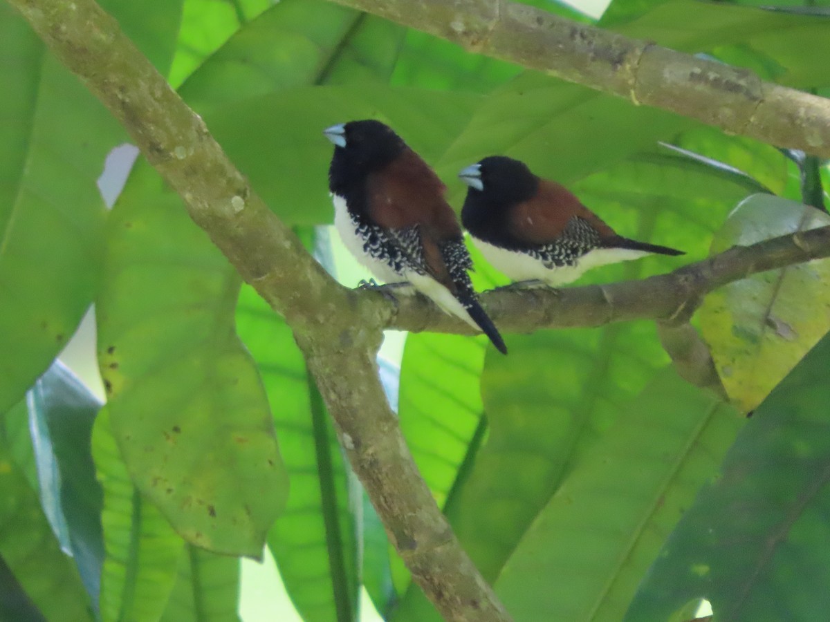 クロシチホウ - ML645380805