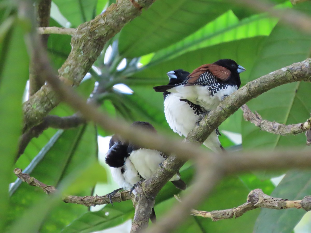 クロシチホウ - ML645380806