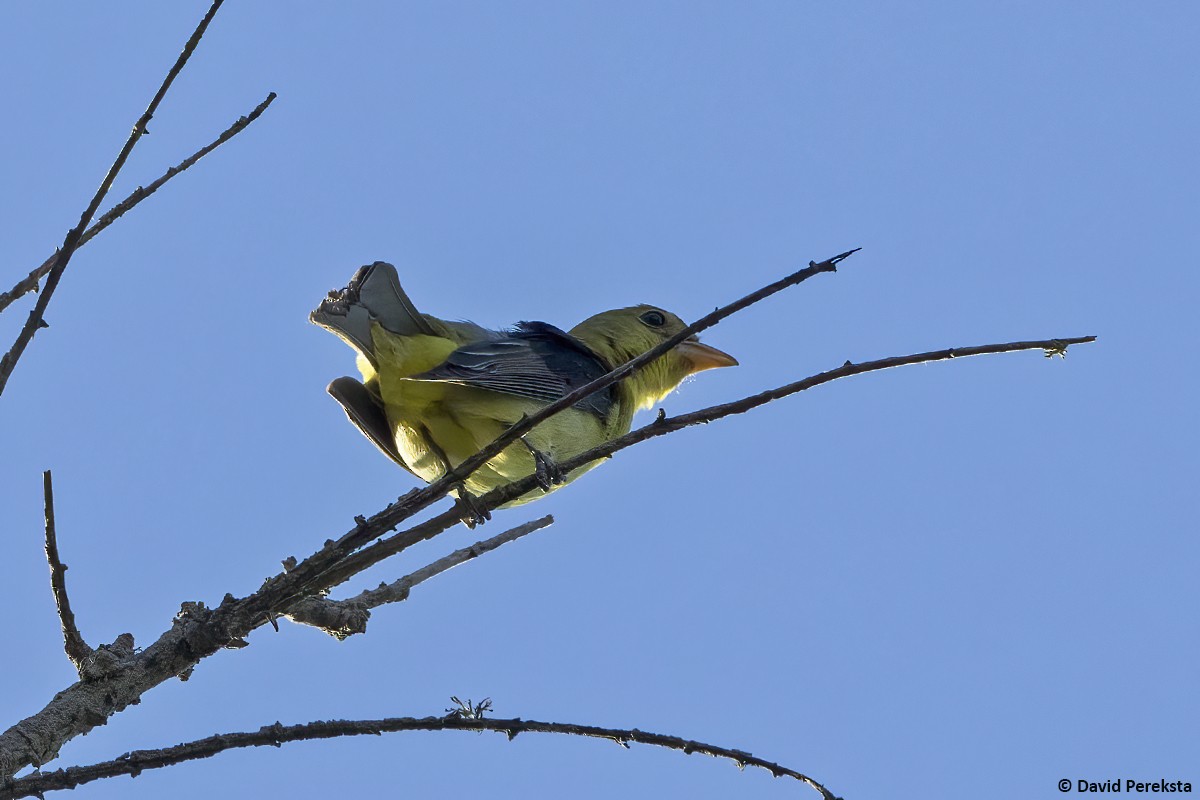 Scarlet Tanager - ML645380809