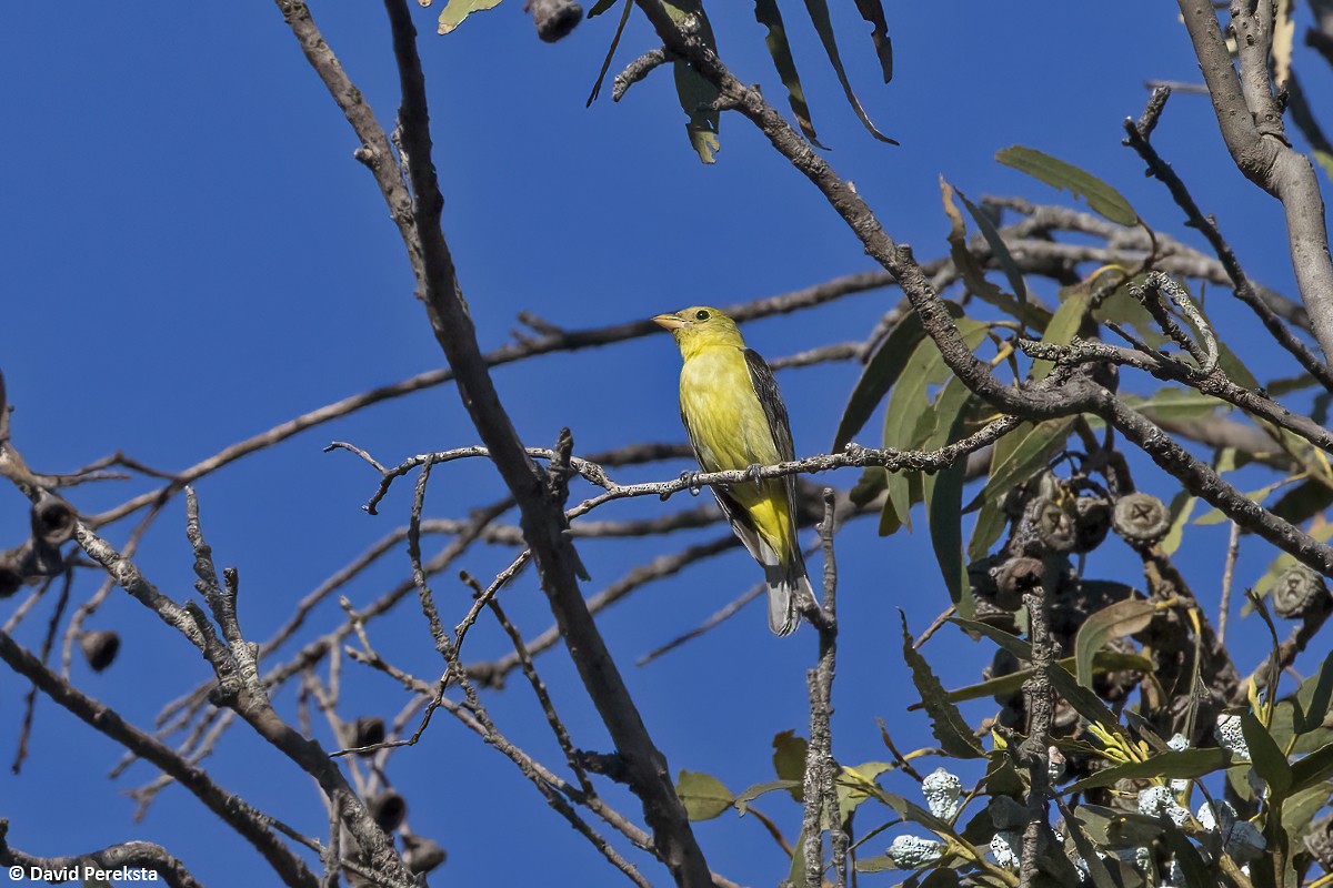 Scarlet Tanager - ML645380810