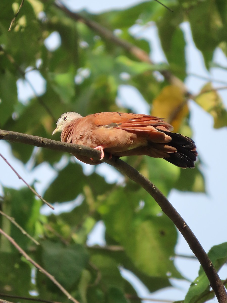 Коричневая земляная горлица - ML645380816