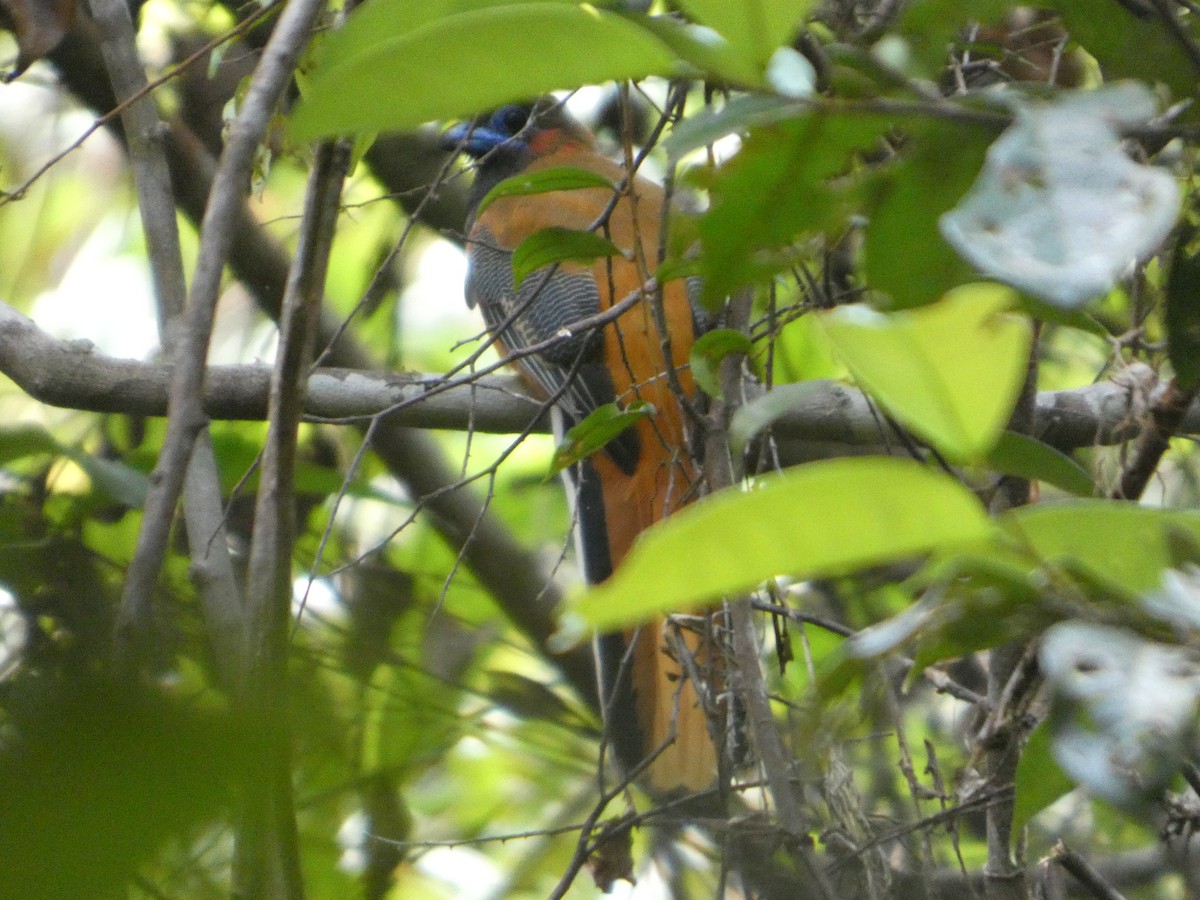 Red-naped Trogon - ML645380817